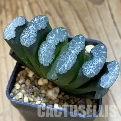 SH36330 Haworthia truncata -Japan-