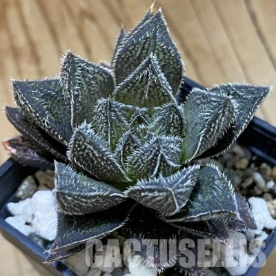 SH36331 Haworthia ‘Bunraku’ HKX-3, ex Cactus Nishi