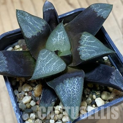SH36332 Haworthia bayeri -Japan-