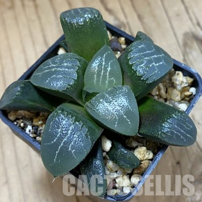 SH36333 Haworthia bayeri -Japan-