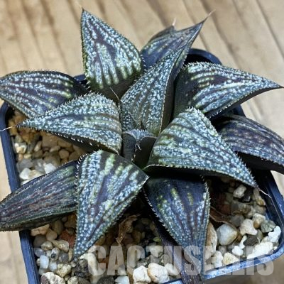 SH36334 Haworthia ‘Bev’s Wonder’ N1