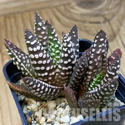 SH36335 Haworthia pumila