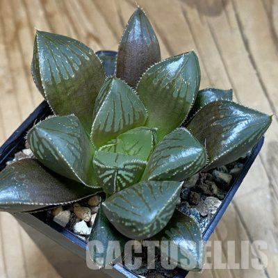 SH36336 Haworthia obtusa 'Black Star'