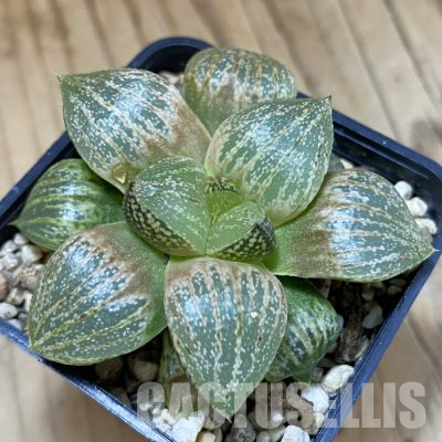 SH36337 Haworthia picta hybrid