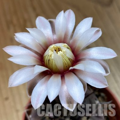 SH34499 Gymnocalycium esperanzae -Nueva Esperanza-