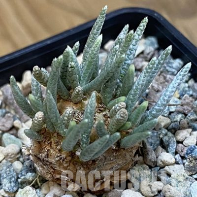 SH36339 Avonia alstonii