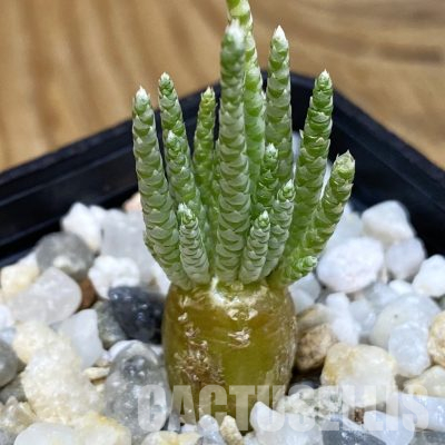SH36340 Avonia alstonii