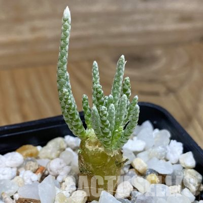 SH36341 Avonia quinaria