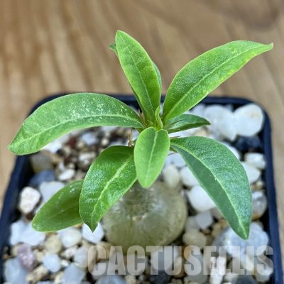 SH36342 Pachypodium succulentum