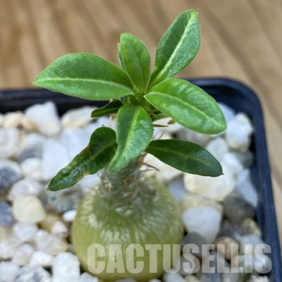 SH36343 Pachypodium succulentum