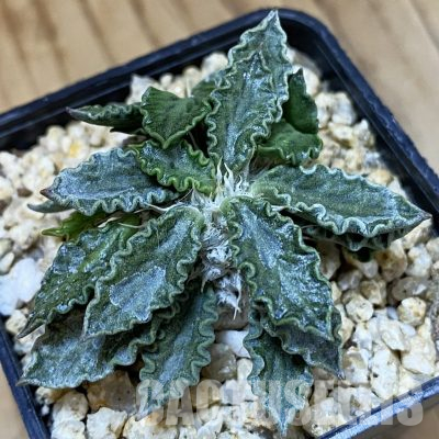 SH36344 Euphorbia tulearensis