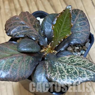 SH36345 Euphorbia francoisii hybrid