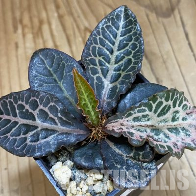 SH36346 Euphorbia francoisii hybrid