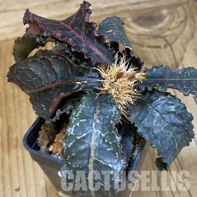 SH36347 Euphorbia francoisii hybrid