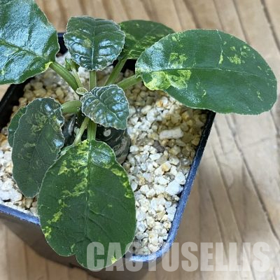 SH36348 Dorstenia foetida f. variegata