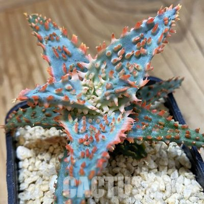 SH36409 Aloe TCT hybrid