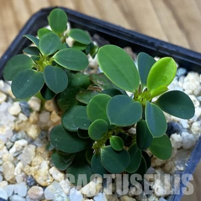 SH36441 Euphorbia milii f. cristata