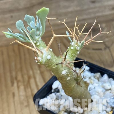 SH36442 Othonna euphorbioides