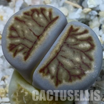 SH36444 Lithops julii 'Kikushogiyoku'
