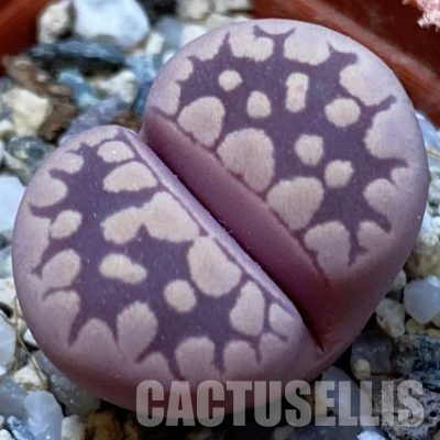 SH36445 Lithops otzeniana ‘Cesky Granat’