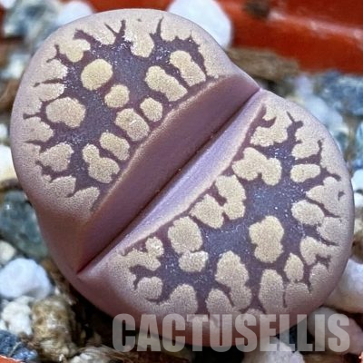 SH36446 Lithops otzeniana ‘Cesky Granat’