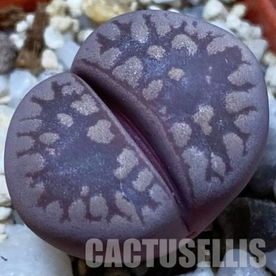 SH36447 Lithops otzeniana ‘Cesky Granat’