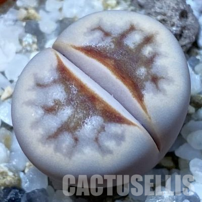 SH36448 Lithops julii ‘Hot Lips’