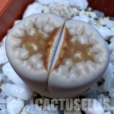 SH36449 Lithops julii ‘Hot Lips’
