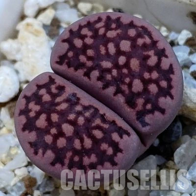 SH36450 Lithops salicola ‘Sato’s Violet’ hybrid