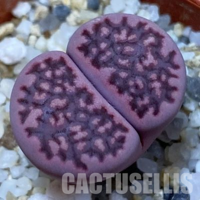 SH36451 Lithops salicola ‘Sato’s Violet’ hybrid
