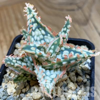 SH36410 Aloe TCT hybrid