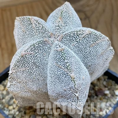 SH36453 Astrophytum myriostigma ‘Onzuka’ V-type, 10 years old