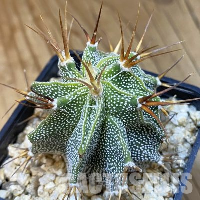 SH36454 Astrophytum ornatum hybrid