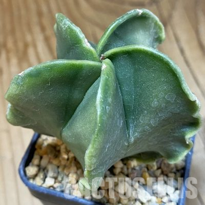 SH36455 Astrophytum myriostigma v. nudum