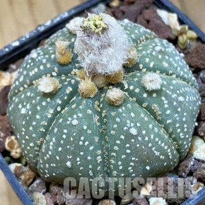 SH36456 Astrophytum asterias