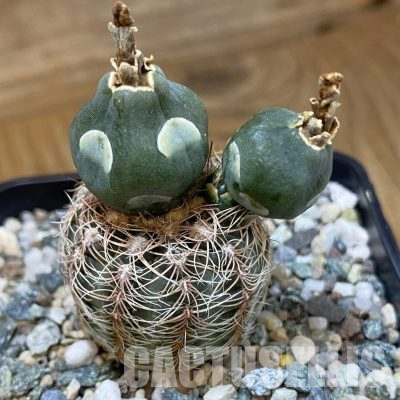 SH36457 Gymnocalycium bruchii v. hossei
