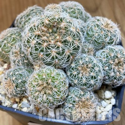 SH36458 Gymnocalycium bruchii v. renatae GN 236