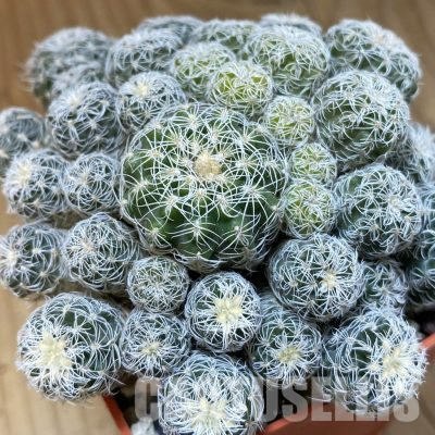 SH36459 Gymnocalycium bruchii