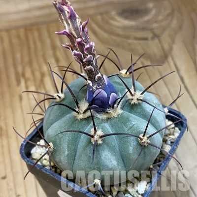 SH36460 Gymnocalycium cabreraense VOS 2122