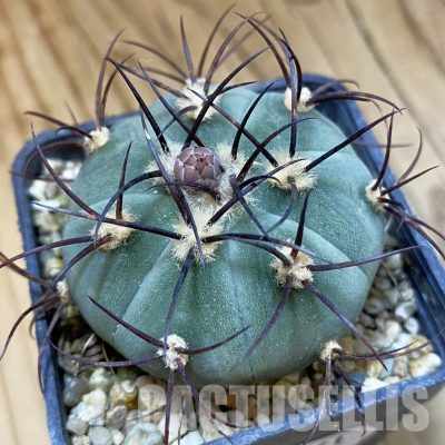 SH36461 Gymnocalycium cabreraense VOS 2122