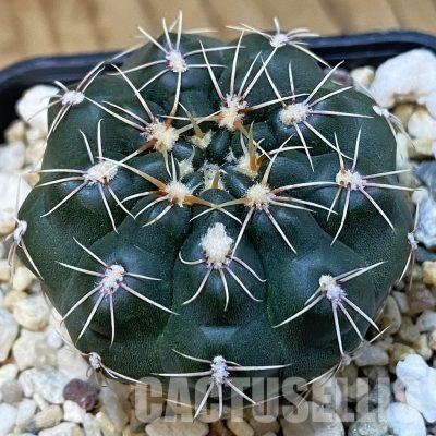 SH36462 Gymnocalycium andreae ssp. pabloi GN 1051