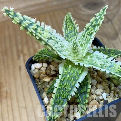 SH36411 Aloe TCT hybrid