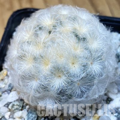 SH36465 Mammillaria plumosa
