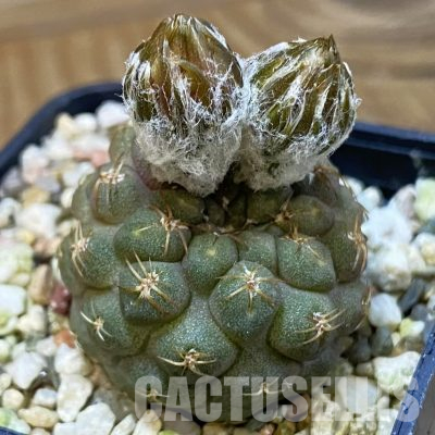 SH36466 Thelocephala glabrescens AW 253