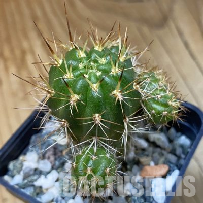 SH36467 Lobivia hertrichiana KK 433
