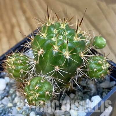 SH36468 Lobivia hertrichiana KK 433