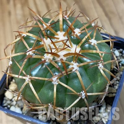 SH36469 Discocactus cangaensis MH 886, own roots