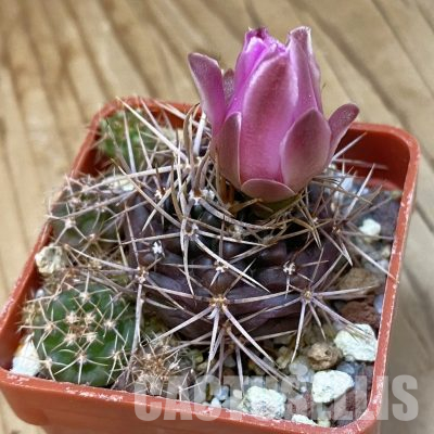 SH36470 Gymnocalycium neuhuberi