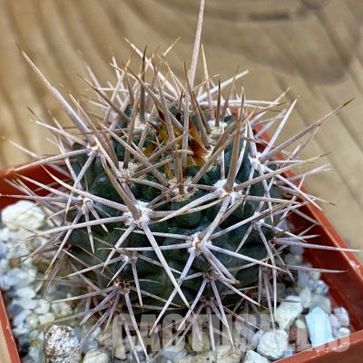 SH36471 Gymnocalycium neuhuberi