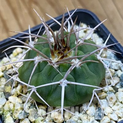 SH36472 Gymnocalycium ferocior VG 512